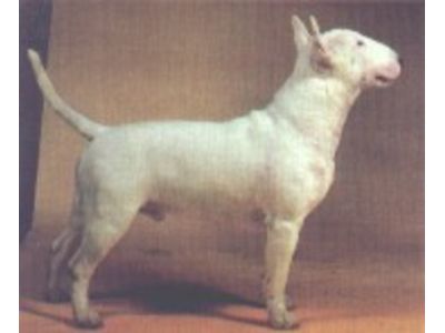 Bull Terrier