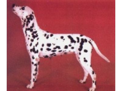 Dalmata