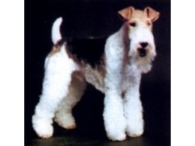 Fox Terrier - Pêlo Duro 