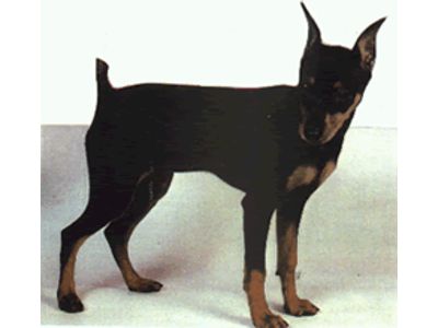 Pinscher