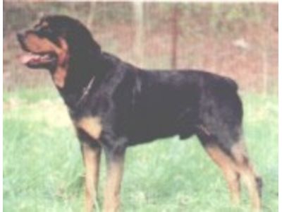 Rottweiler