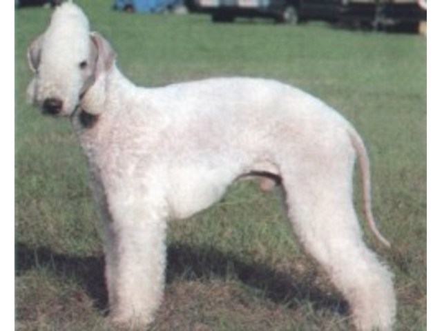 Raças:  Bedlington Terrier  